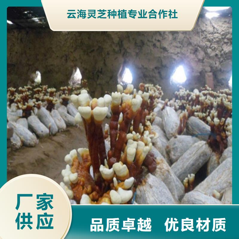 椴木灵芝-视频-连云|灌南|南京|无锡|泰州|宿迁|淮安云海椴木灵芝_ 云海灵芝种植专业社(连云港市分公司)