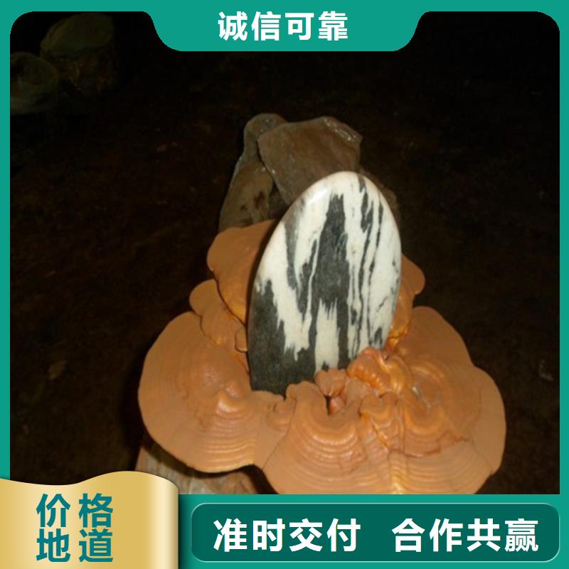 椴木灵芝视频-椴木灵芝(云海)覆盖地域江西省景德镇市昌江|珠山|抚州|萍乡|吉安|九江|南昌