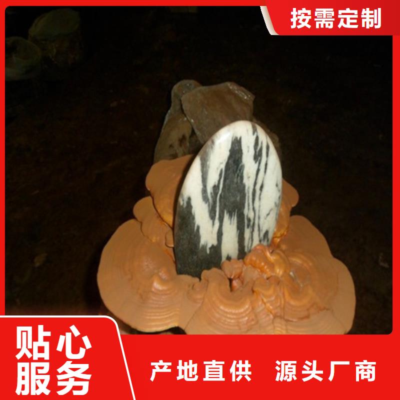 灵芝价格表欢迎订购