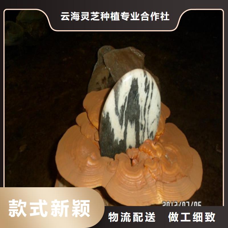 灵芝孢子粉每一处都是匠心制作