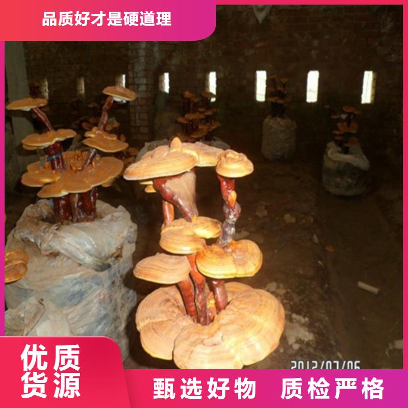 灵芝孢子粉每一处都是匠心制作