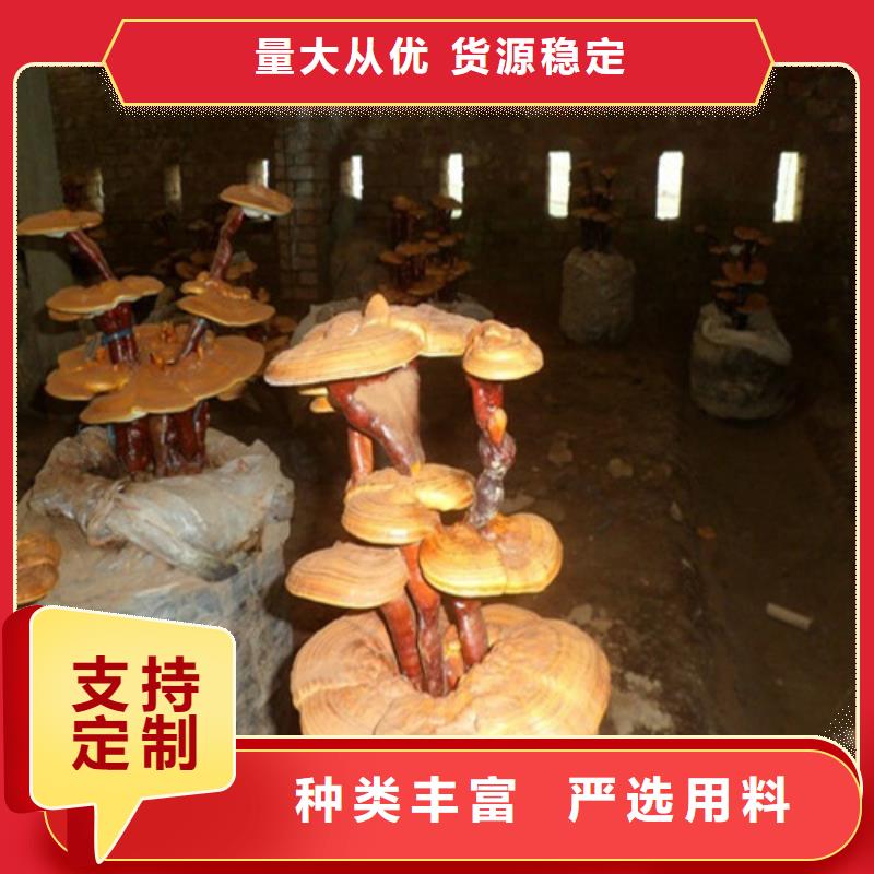 灵芝孢子粉灵芝好品质售后无忧