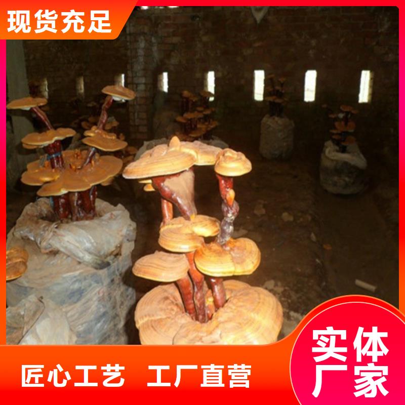 【灵芝孢子粉】,灵芝厂诚信经营