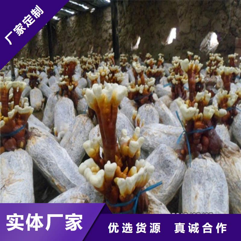 灵芝切片怎么吃欢迎订购