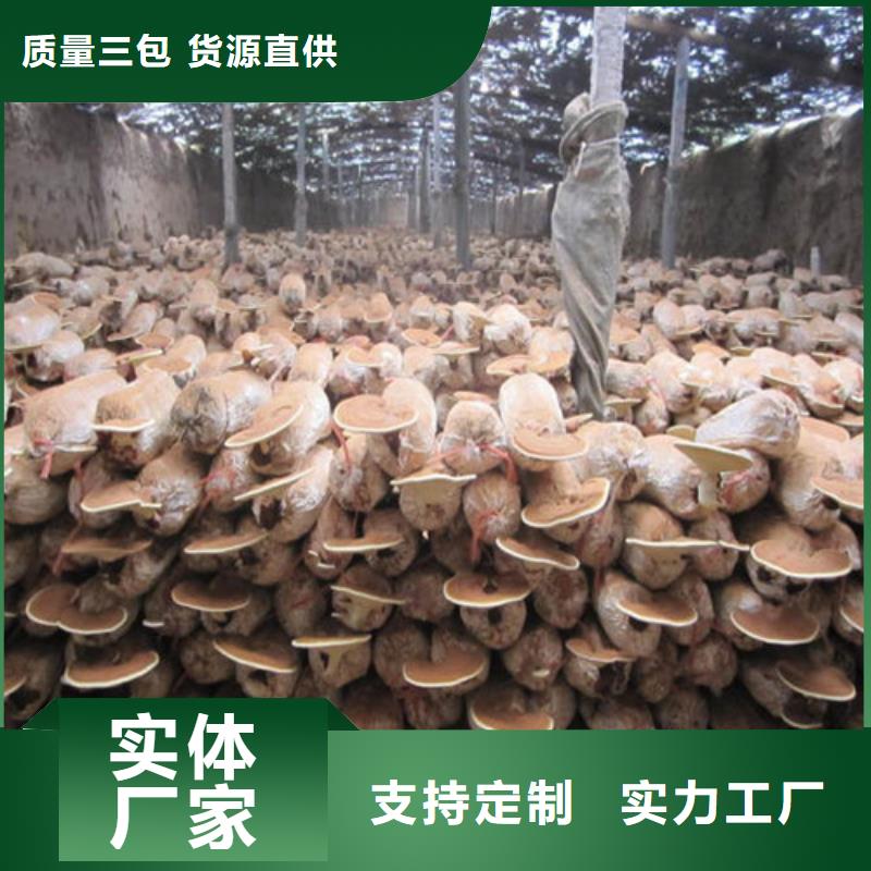 椴木灵芝视频-椴木灵芝(云海)覆盖地域江西省景德镇市昌江|珠山|抚州|萍乡|吉安|九江|南昌