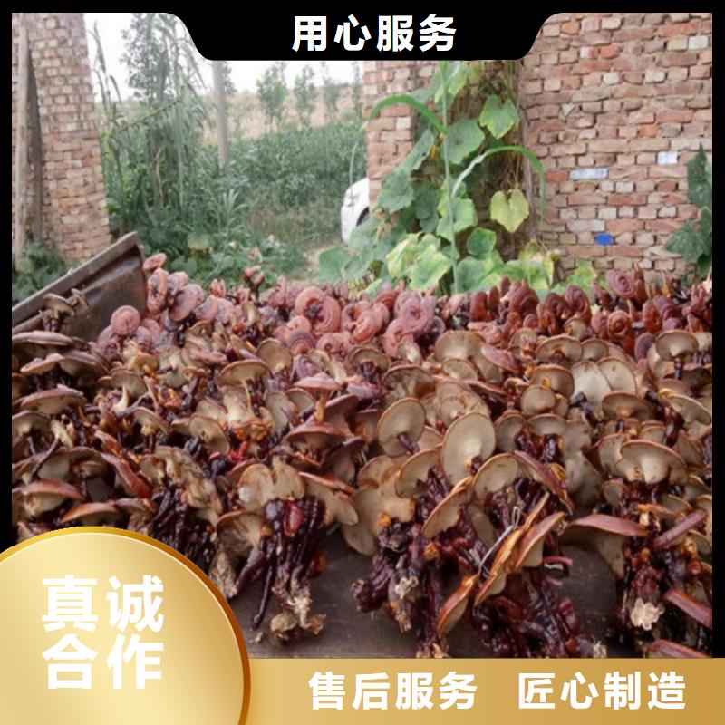 灵芝孢子粉破壁灵芝孢子粉工艺成熟