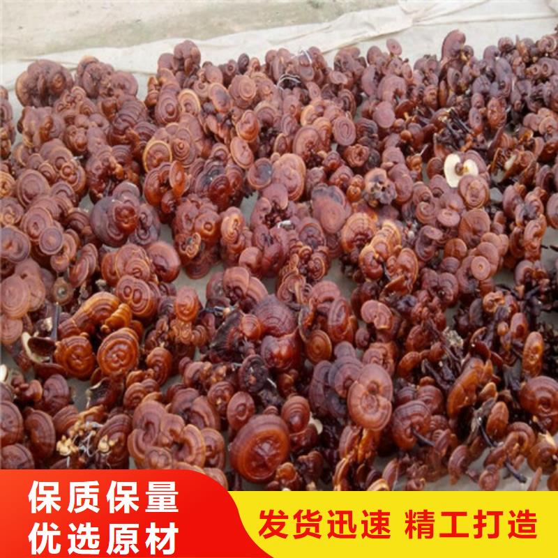 灵芝孢子粉_【灵芝】满足客户所需同城公司