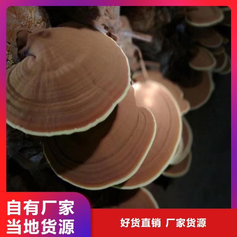 灵芝孢子粉破壁灵芝孢子粉工艺成熟