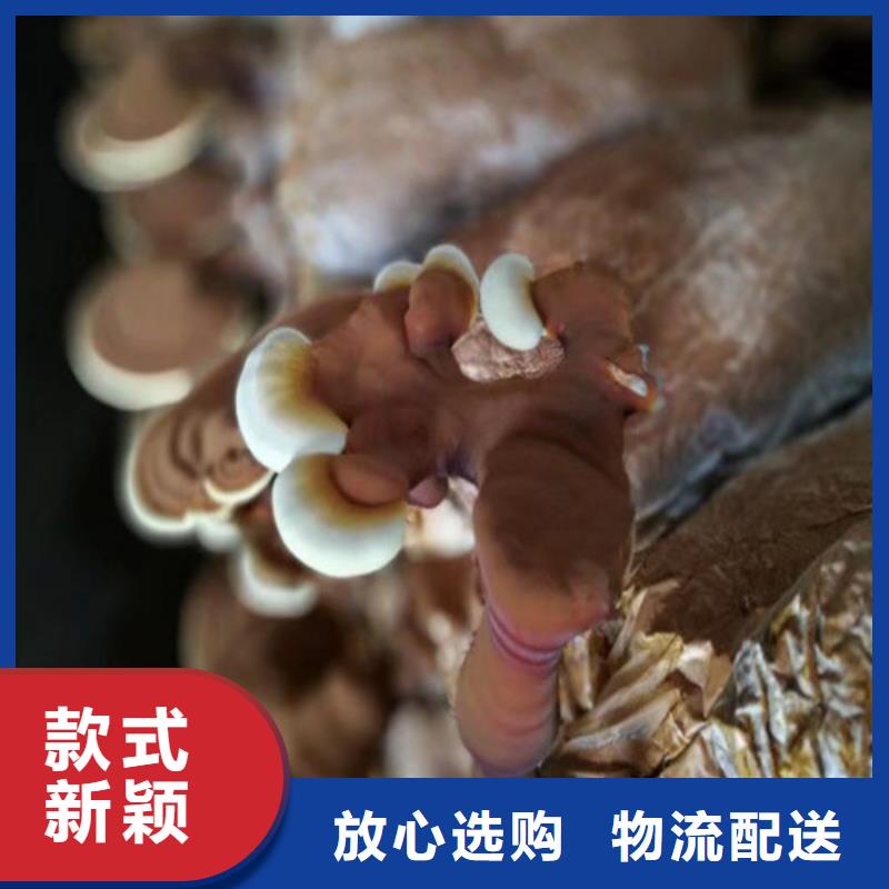 灵芝孢子粉灵芝精选好货