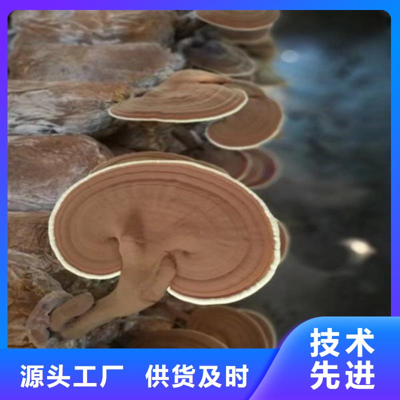 灵芝孢子粉灵芝好品质售后无忧