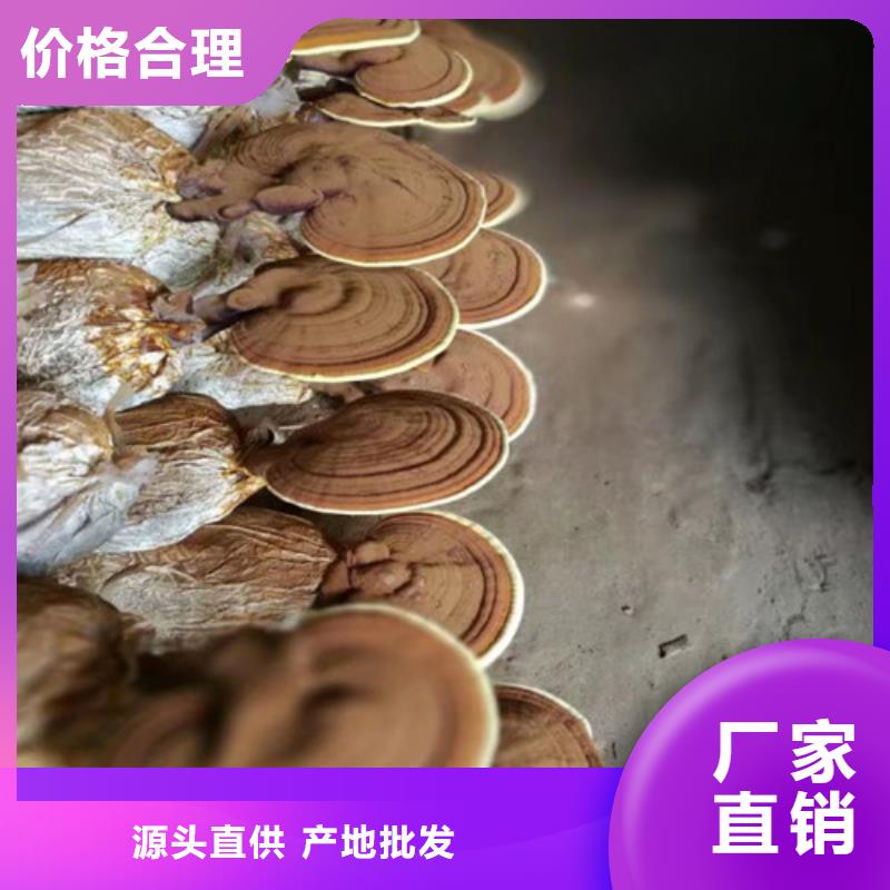 灵芝孢子破壁现货直供2025