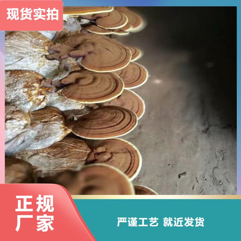 灵芝孢子粉_【灵芝】满足客户所需同城公司