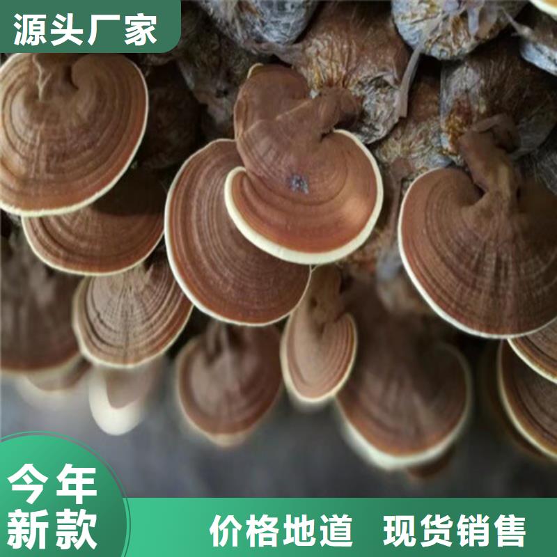 椴木灵芝-视频-景德镇市椴木灵芝-本地可服务区域浮梁|乐平|宜春|抚州|吉安|南昌|新余|萍乡|九江