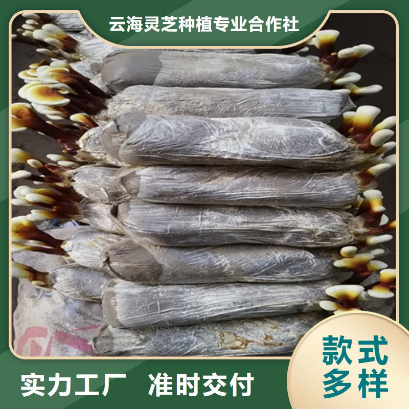 【灵芝孢子粉】,灵芝厂诚信经营
