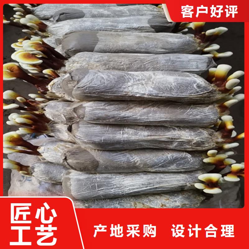 椴木灵芝视频-新浦|海州|南通|常州|徐州|南京|泰州云海椴木灵芝_ 云海灵芝种植专业社(连云港市分公司)