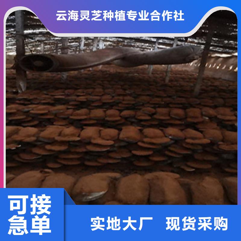 椴木灵芝-视频-连云|灌南|南京|无锡|泰州|宿迁|淮安云海椴木灵芝_ 云海灵芝种植专业社(连云港市分公司)