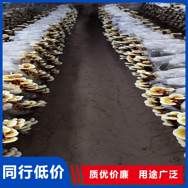 灵芝孢子粉品牌大厂家