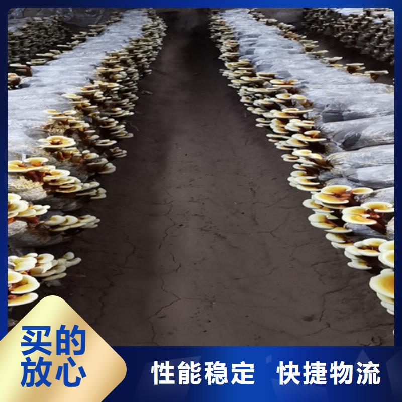 灵芝孢子油生产基地