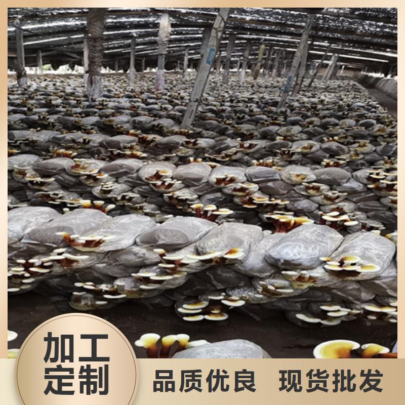 灵芝破壁孢子保质期多久欢迎订购