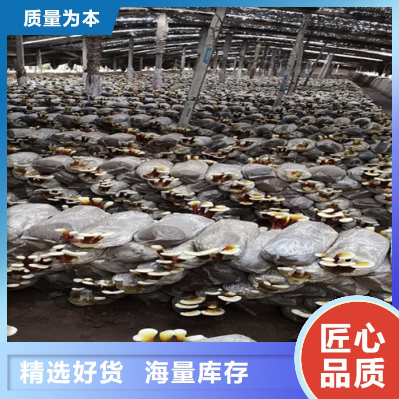 灵芝的功效发货及时