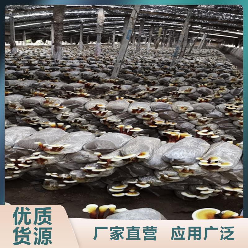 【 灵芝孢子粉 灵芝制造生产销售】本地经销商