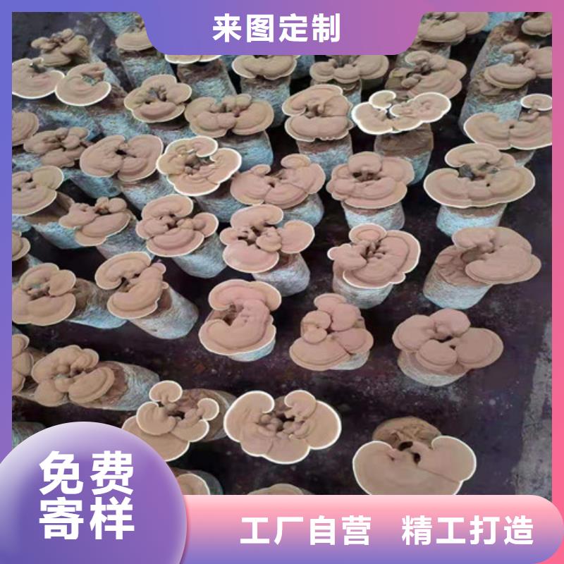 椴木灵芝-视频-连云|灌南|南京|无锡|泰州|宿迁|淮安云海椴木灵芝_ 云海灵芝种植专业社(连云港市分公司)