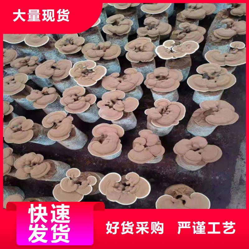 【 灵芝孢子粉 灵芝制造生产销售】本地经销商