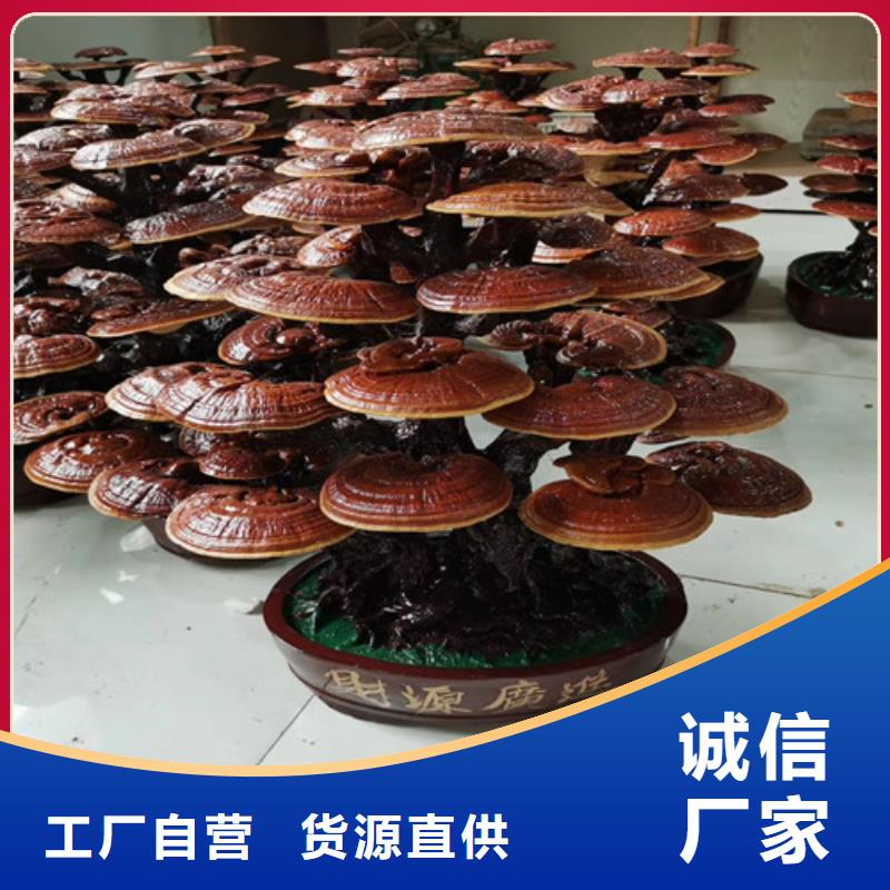 赤灵芝和灵芝的区别生产基地