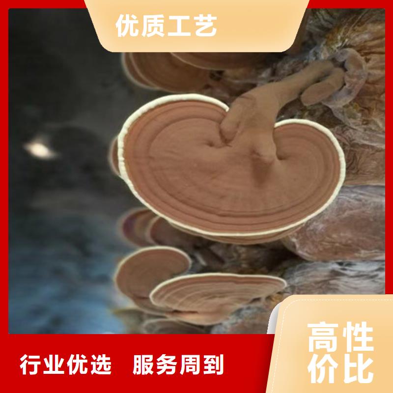 灵芝孢子粉品牌大厂家