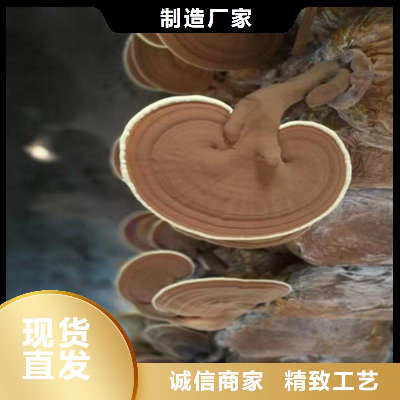 灵芝孢子破壁现货直供2025