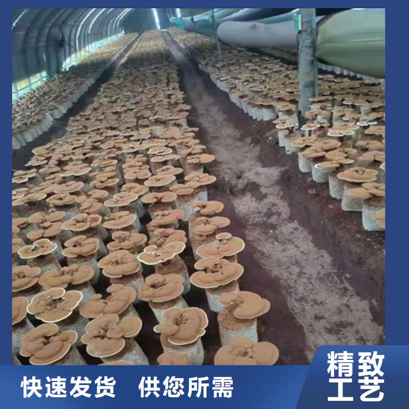 灵芝孢子粉产地采购