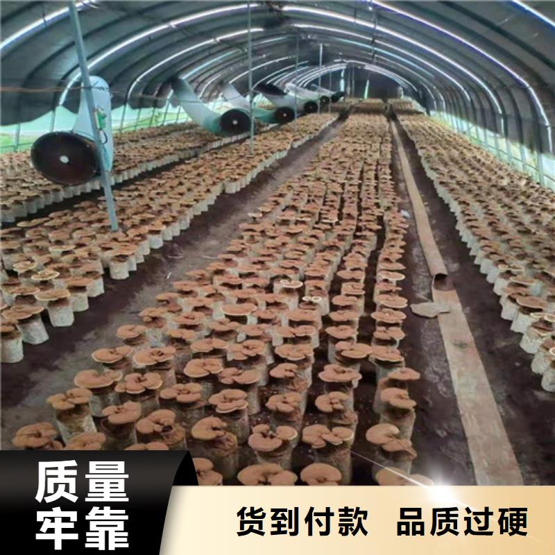 灵芝孢子粉灵芝精选好货