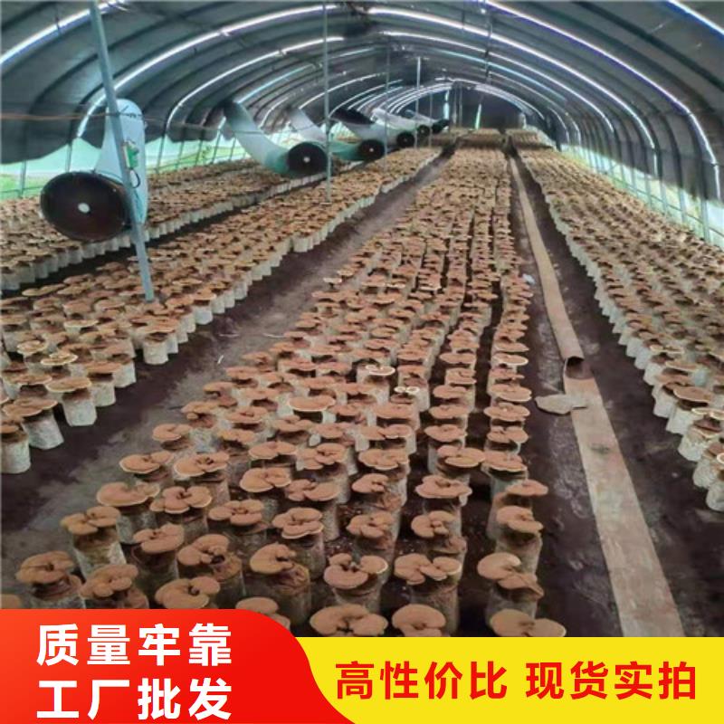灵芝孢子粉_【灵芝】满足客户所需同城公司