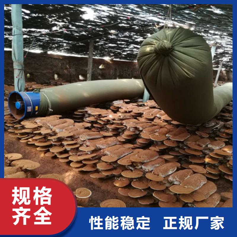 灵芝破壁孢子粉欢迎咨询