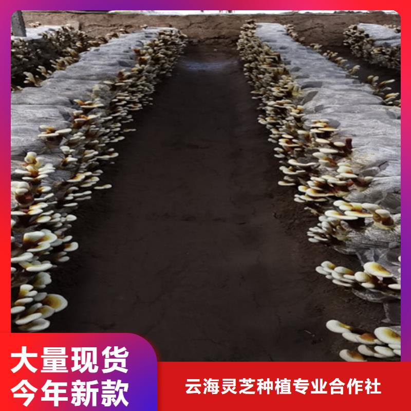 灵芝片免费咨询