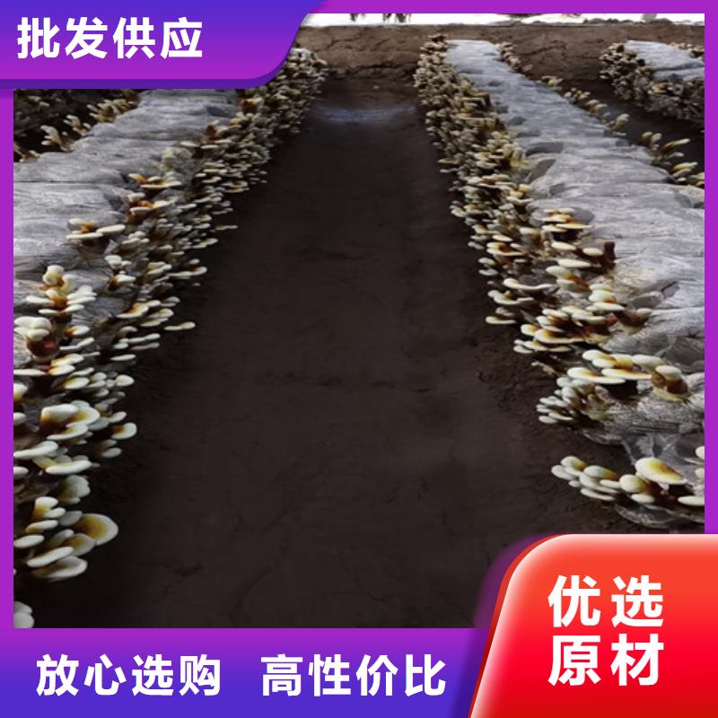 灵芝孢子粉-【灵芝】采购无忧