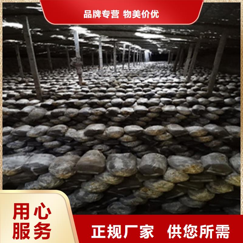 灵芝孢子粉品牌大厂家