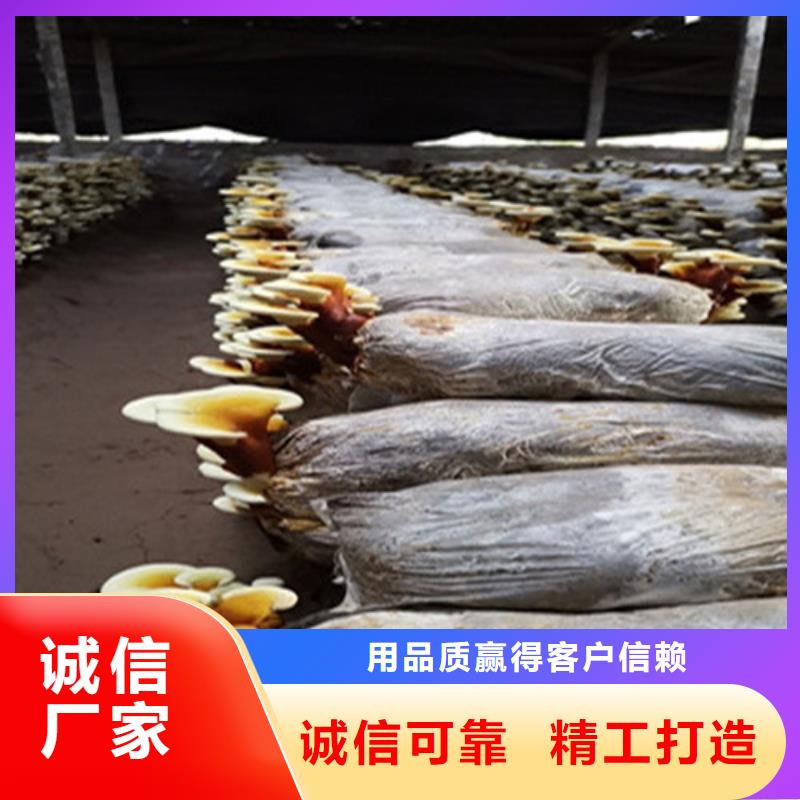 【 灵芝孢子粉 灵芝制造生产销售】本地经销商