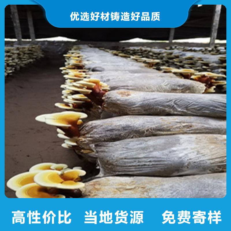 供应灵芝孢子油的厂家