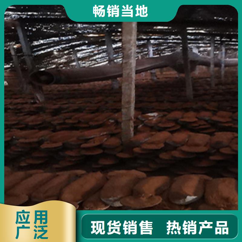 椴木灵芝视频-椴木灵芝_江苏省连云港市市场覆盖连云|海州|镇江|泰州|无锡|徐州|宿迁|苏州等