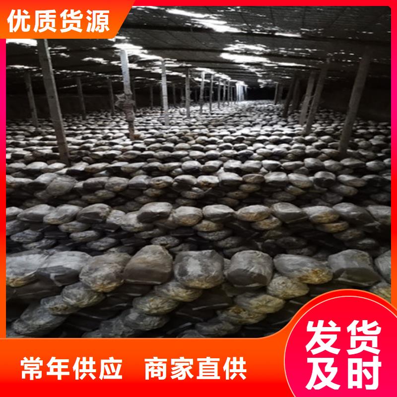 【灵芝孢子粉】,灵芝厂诚信经营