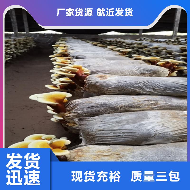 紫灵芝为您服务