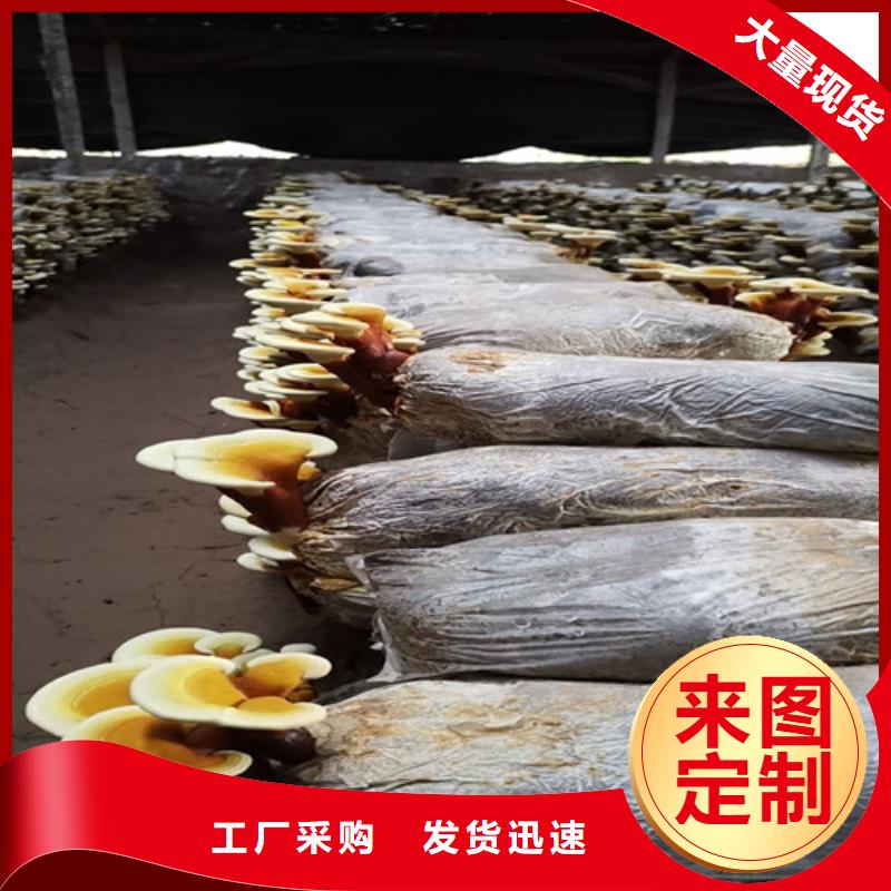 黑灵芝养殖基地行情
