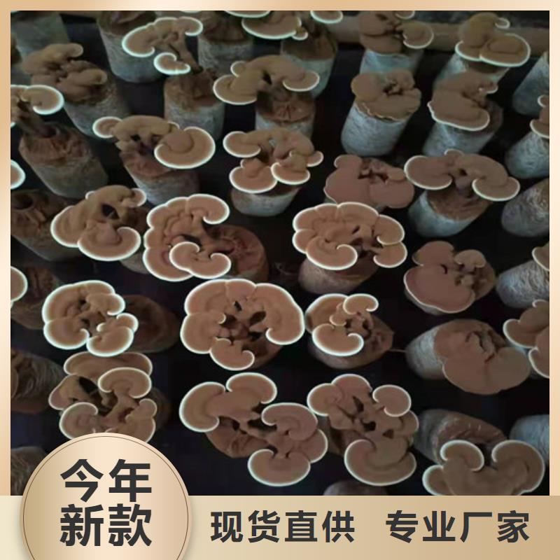 灵芝孢子粉品牌大厂家