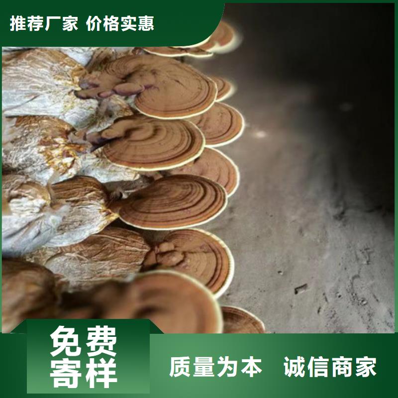 灵芝孢子粉_【灵芝】满足客户所需同城公司