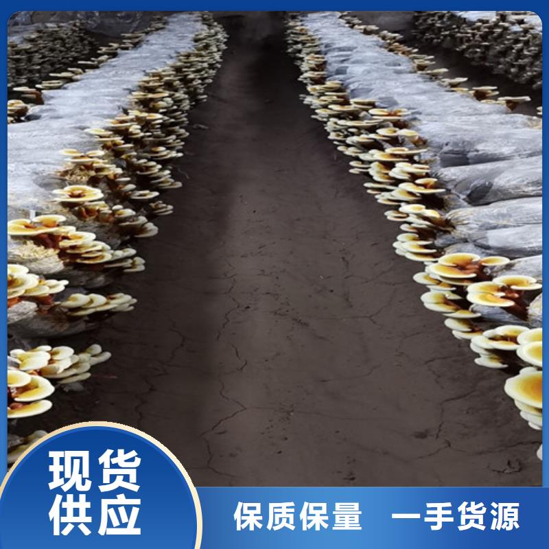 富硒灵芝孢子粉产地报价