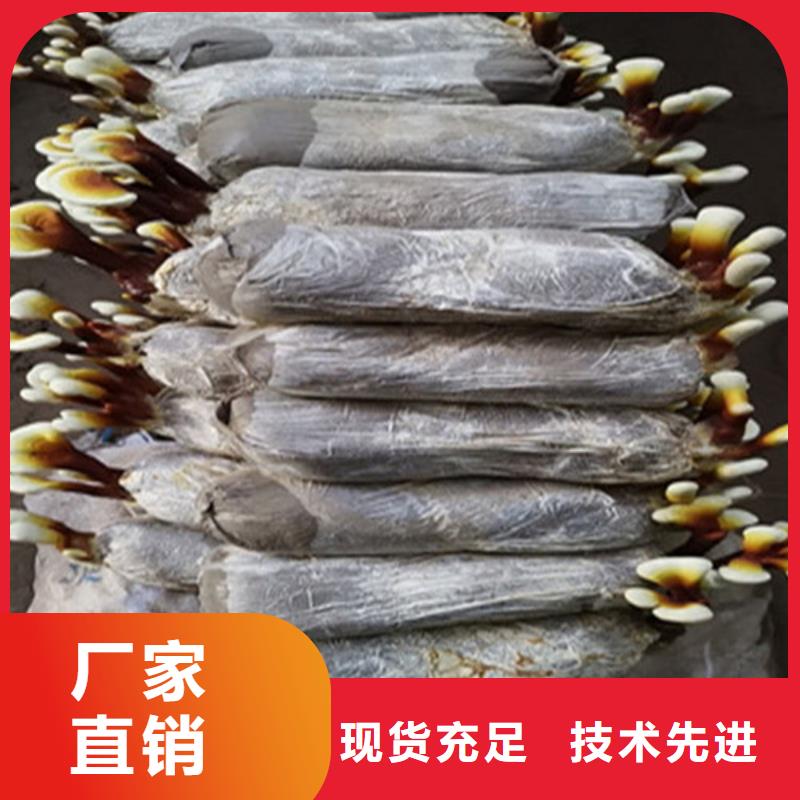 灵芝批发市场地址欢迎电询