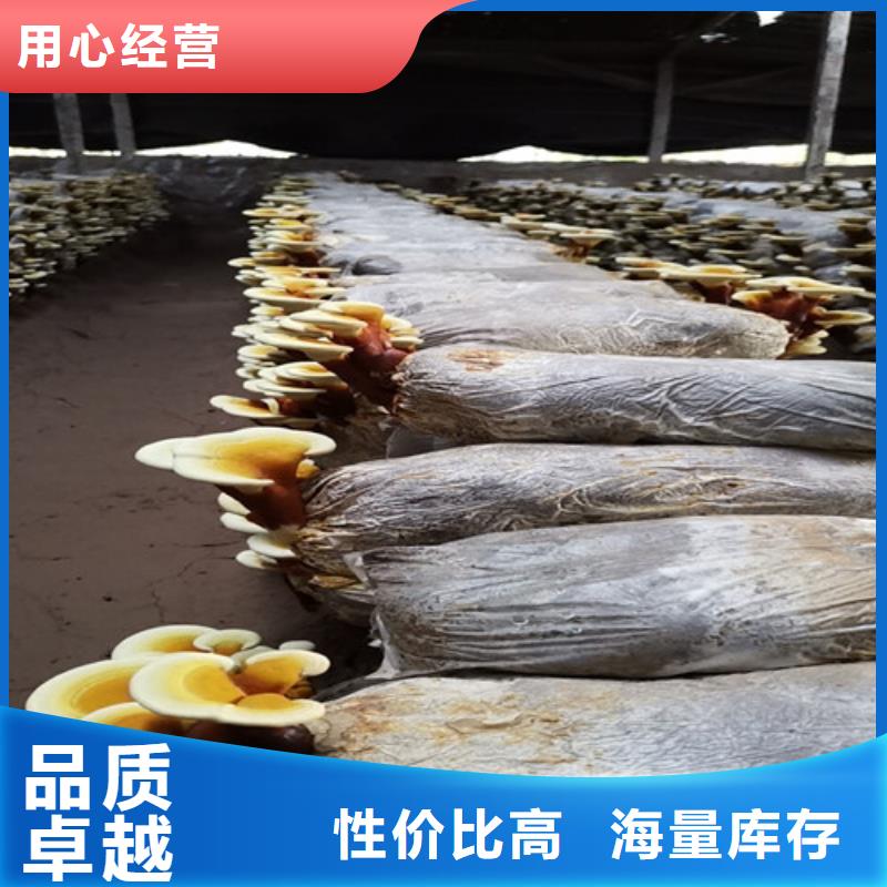 富硒灵芝孢子粉养殖基地行情
