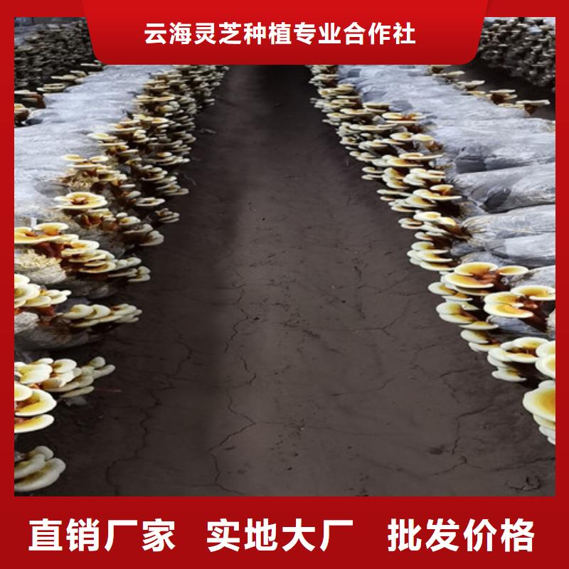 供应批发灵芝孢子粉有多好-大型厂家