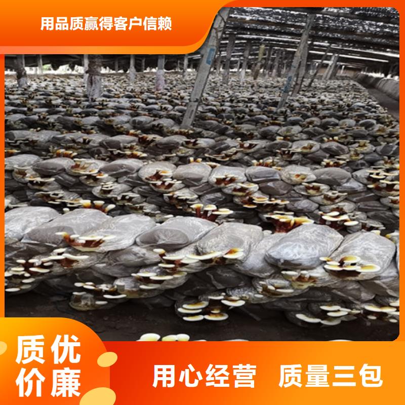 孢子油，在线报价